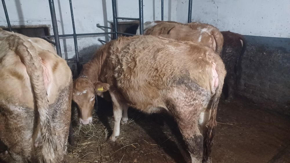 Vând  vaci  la alegere