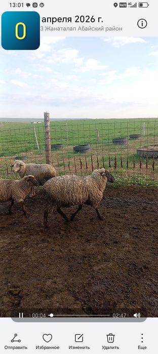 Гемпшир порода баран овцы