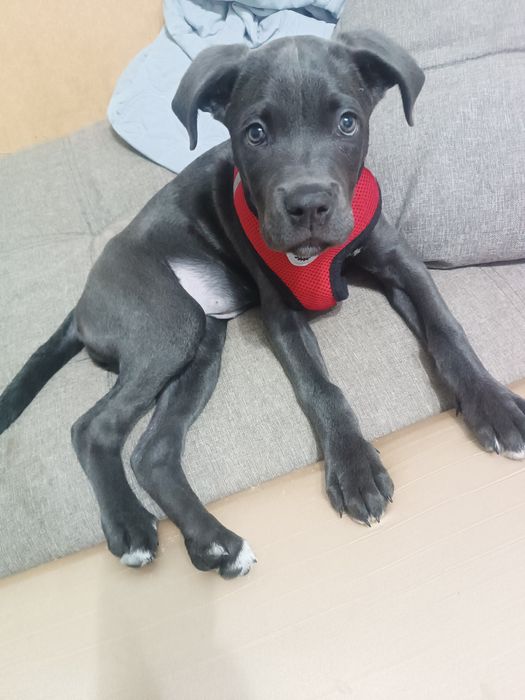 Продам щенка породистого