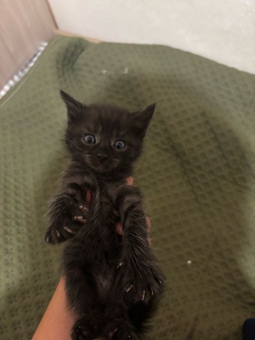 Котята бесплатно