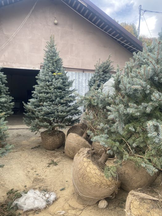 Brazi normandiana argintii