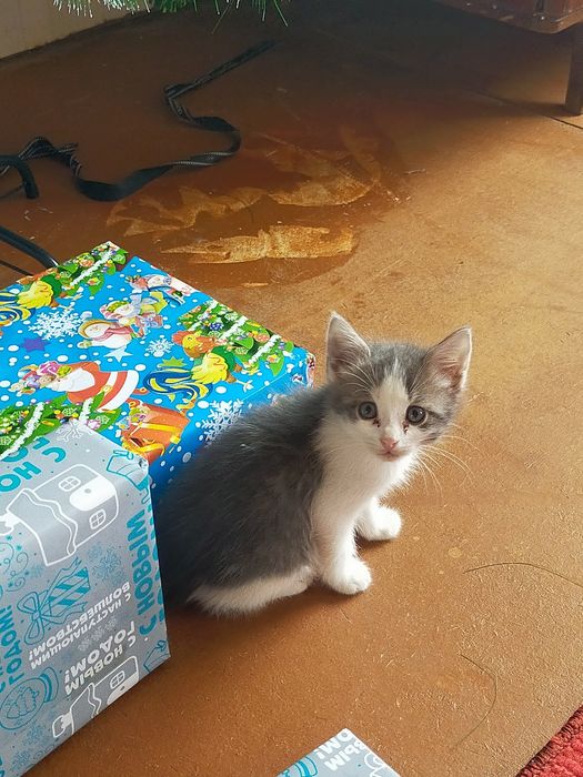 Отдам котят в добрые руки