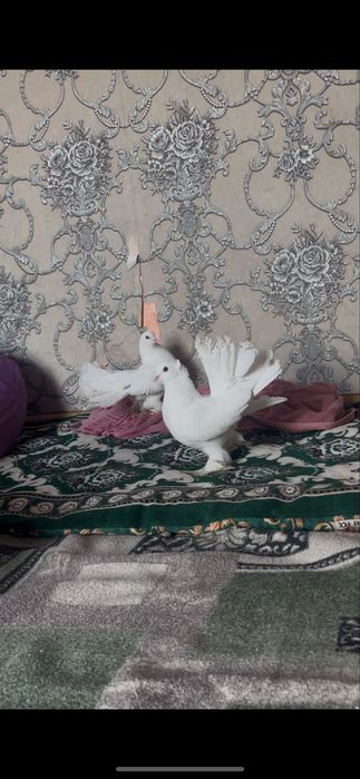 Голуби павлин 20