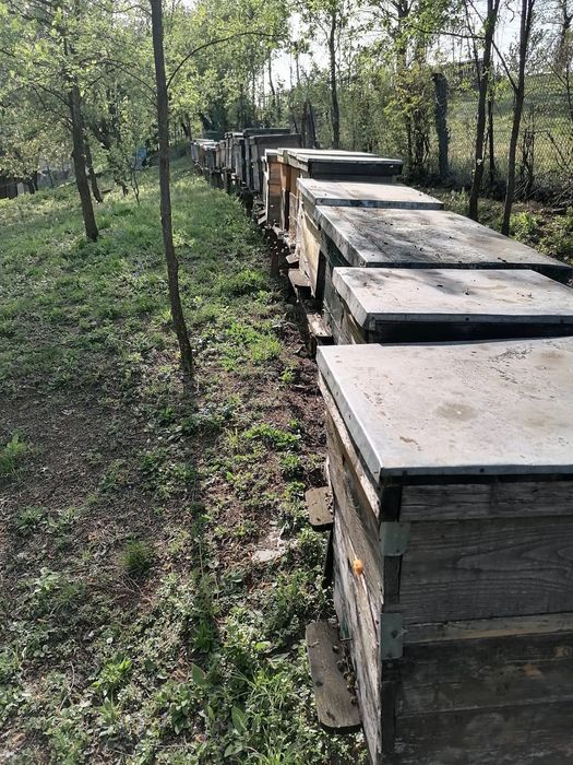 Vând 10 familii de albine