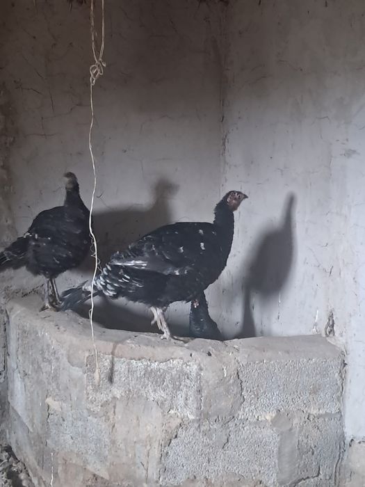 Түйетауық(үндік)