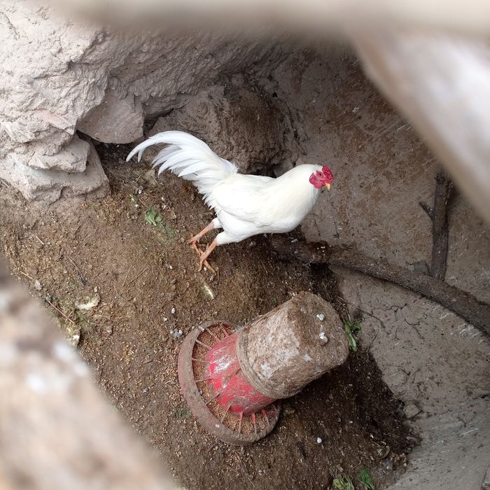 Хороз сотилади  соглом йош хороз