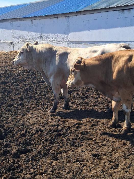 Продам бычков 2.5 годовалые.