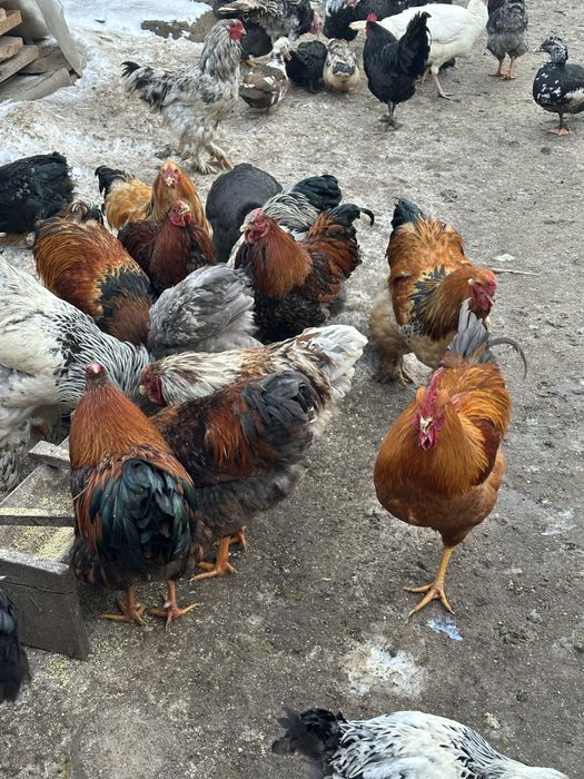 Cocosi de rasa de anul trecut scosi