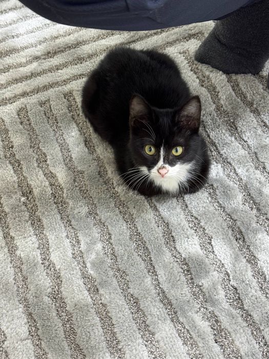 Отдаем котенка в добрые руки