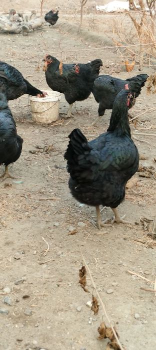 Кора шахзода гегант