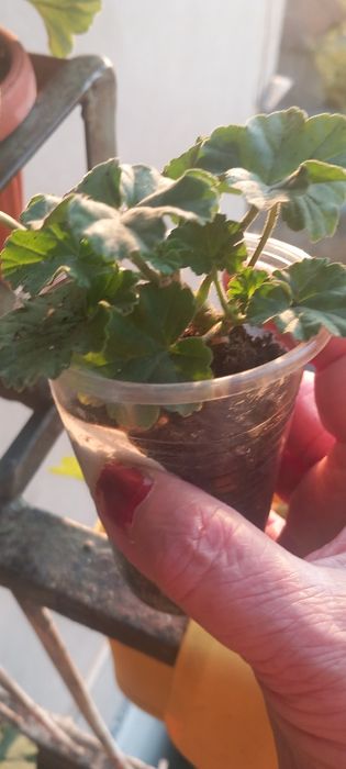 Продавам сортови пеларгонии