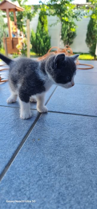 Pisicute de adoptat