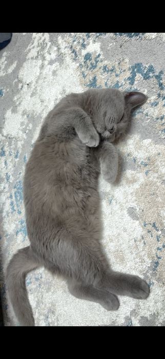 Отдам котенка в хорошие руки