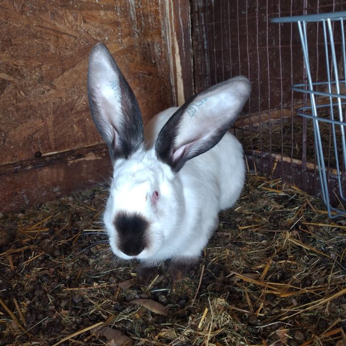 Vând uriaș de Transilvania diferite varste