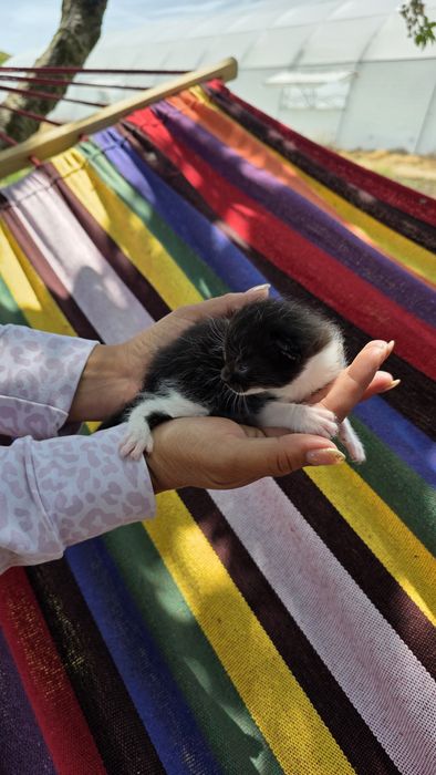 Подаряват малки котенца три броя.