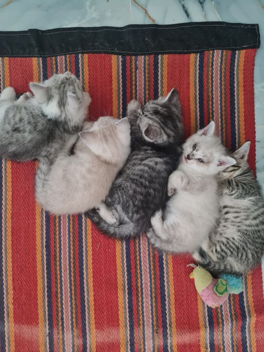 Котята бесплатно