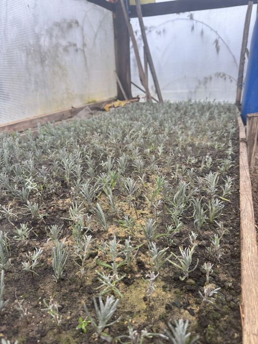 Butasi de lavanda pre-comanda