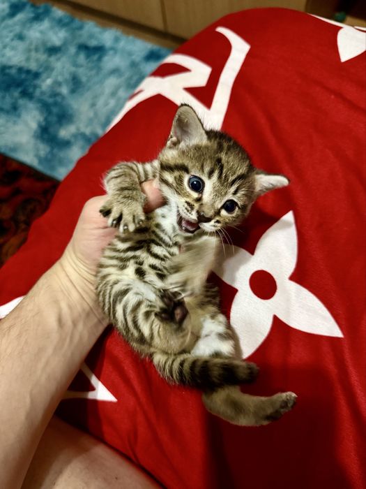 Котята тигровый окрас! Котёнок Очень красивые