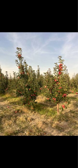 Таййор олма боги сотилади