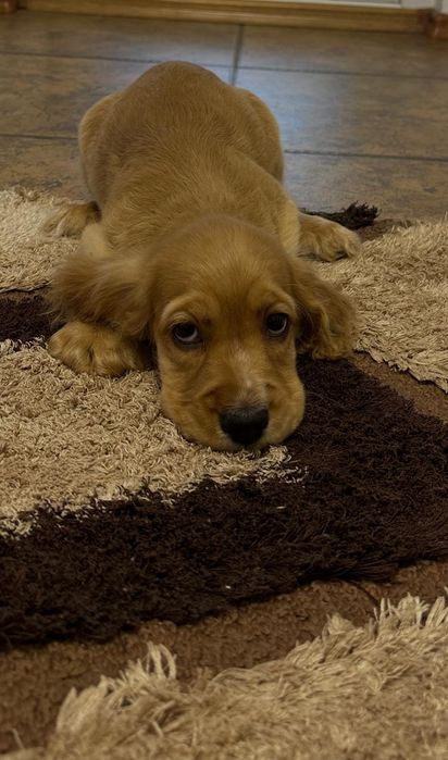 Cocker Spaniel – băiat 2 luni – cu carnet, vaccinuri și deparazitare