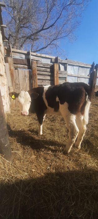 Продам телку 1,5 мес, подсосную