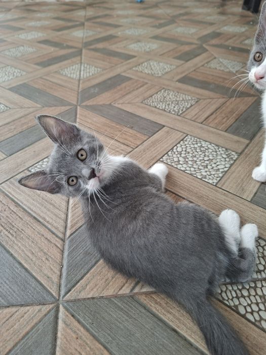 Donez pisici cuminti de rasa