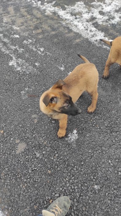 Donez pui Ciobanesc belgian malinois
