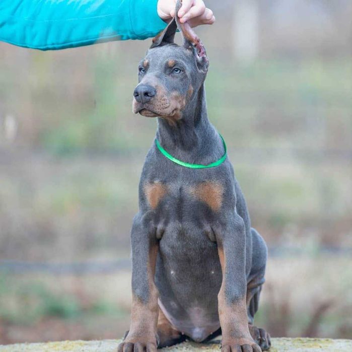 Щенки добермана купированные