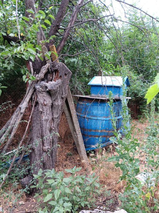 Продава се Парцел в с. Пелишат, Област Плевен - 1500 кв.м за 7 €/кв.м - Снимка #2