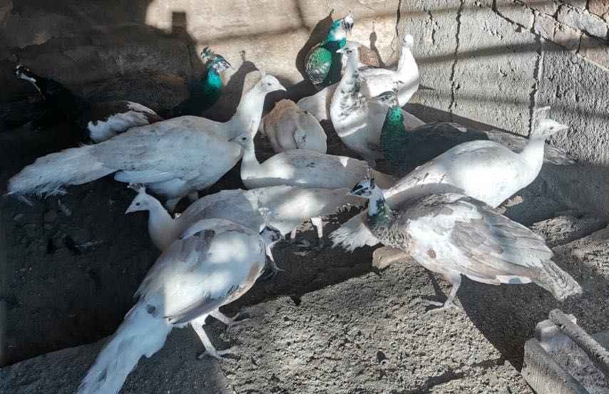 Едногодишни пауни