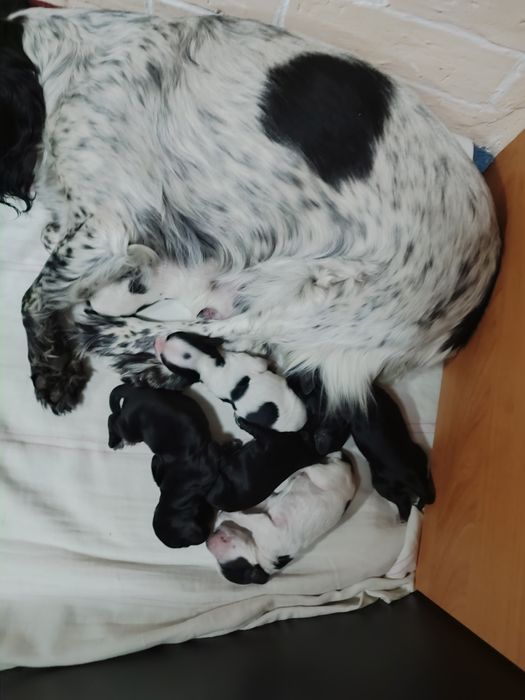 Продам щенят спаниеля родились 14 декабря