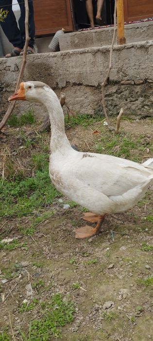 Gʻoz sotiladi erkak