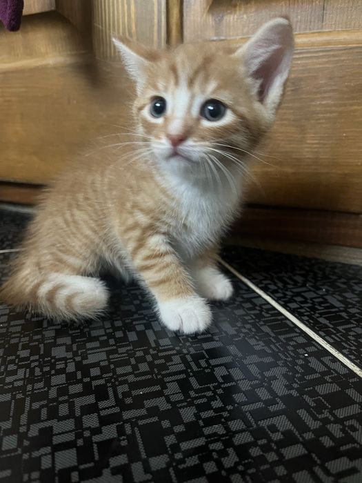 Отдам котят в добрые руки