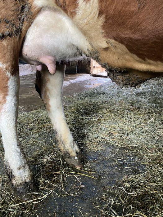 Vand vaca cu lapte, la prima fatare!