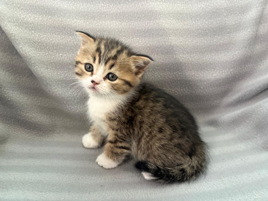 Продам котят британской породы