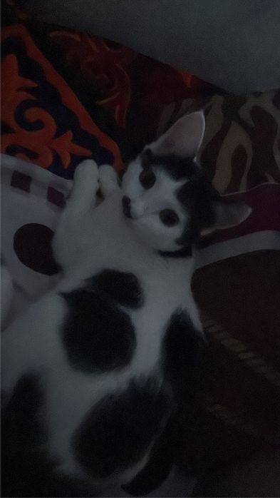 Кошка в добрые руки