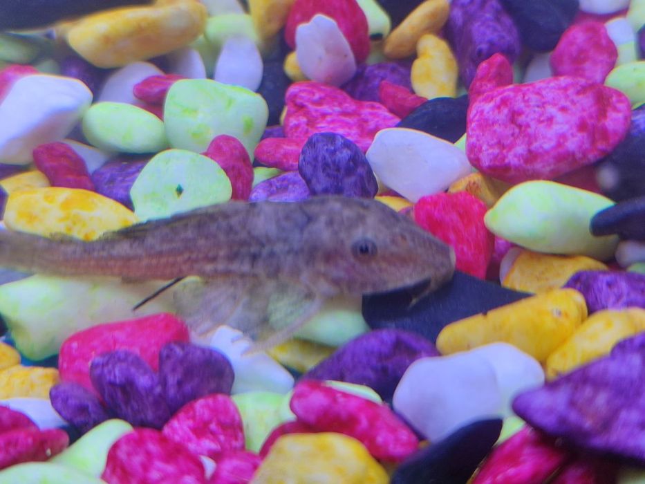 Akvarium sotiladi Baliqlari bilan.