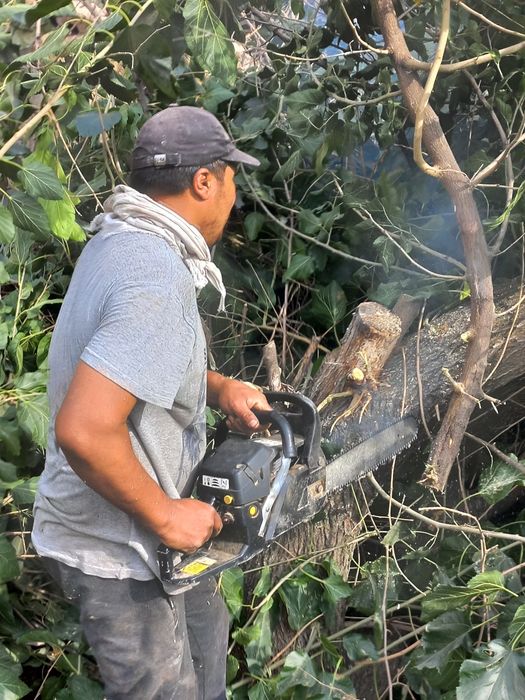 daraxt kesish xizmati