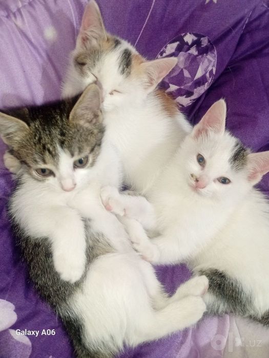 Mushuk.Кошки .котята