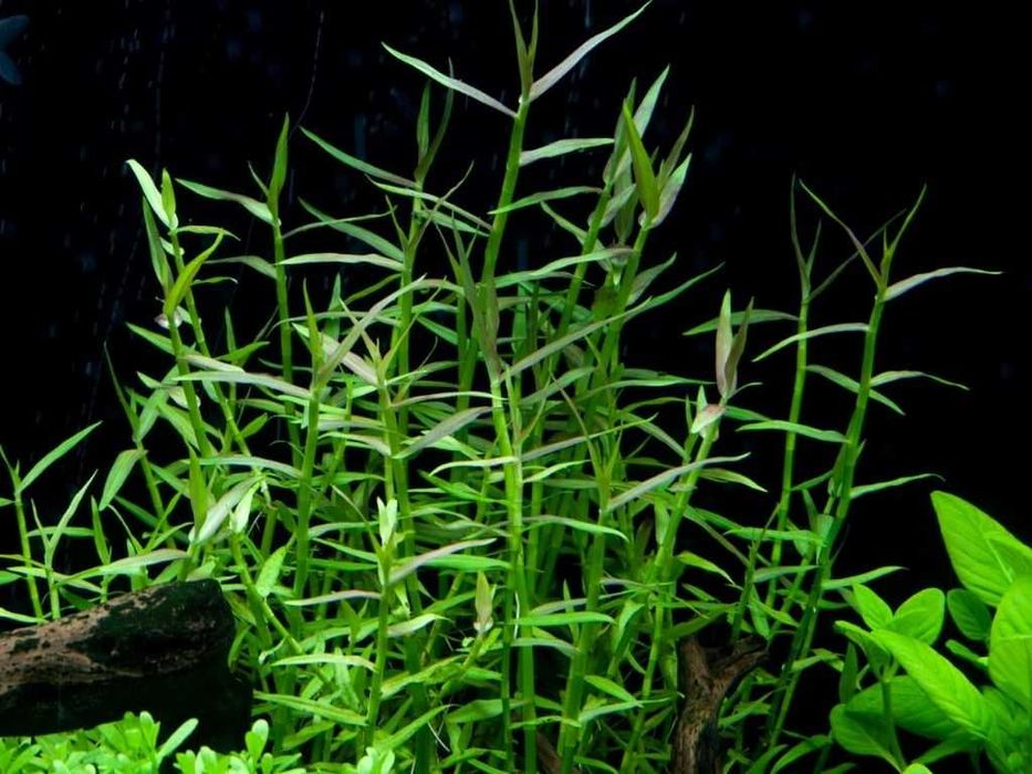 Plante naturale pentru acvariu