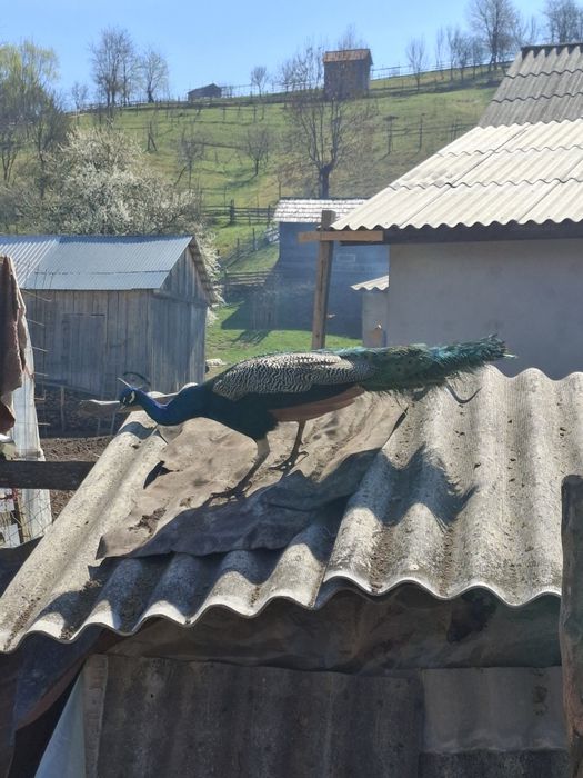 Păuni de vânzare