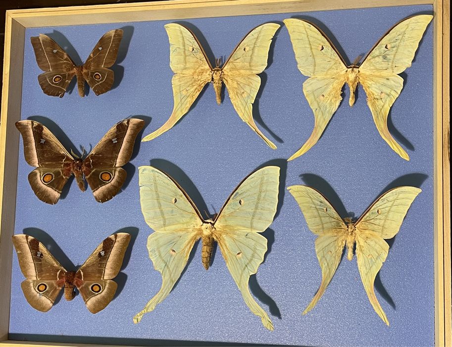 Картини с уникални видове пеперуди от цял свят