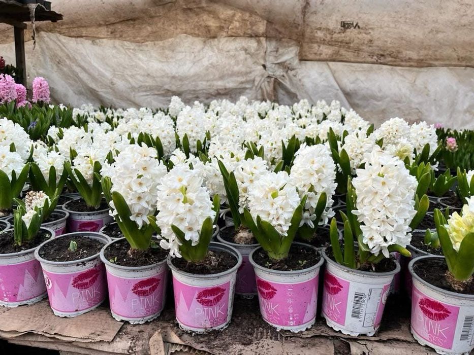 Zambila 1-8 martie de vanzare