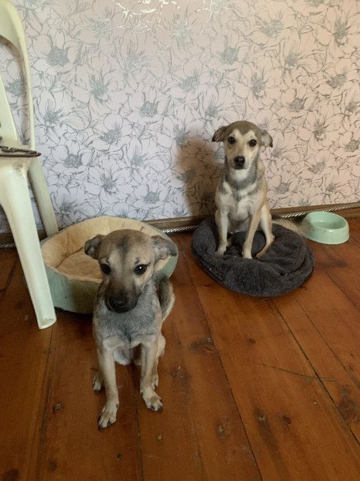 Одам в хорошие руки собачек