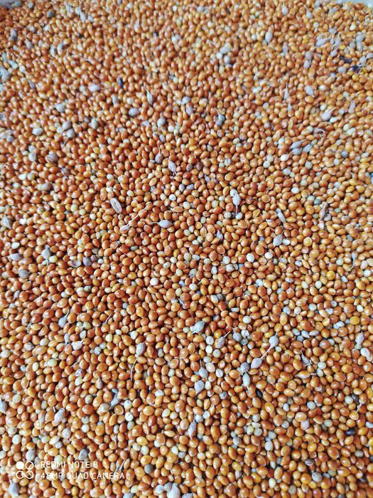 Корма для попугаев