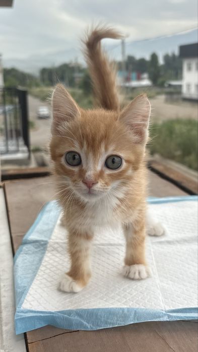 Котенок мальчик ищет дом