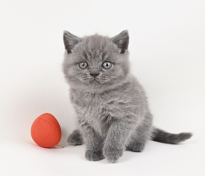 Pisoi British Shorthair colour blue cu pedigree