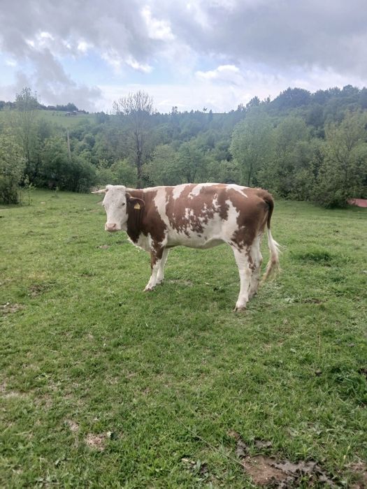 De vanzare vaci cu lapte