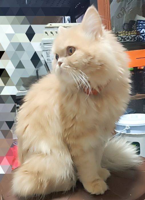 чистокровные шотландские кошки