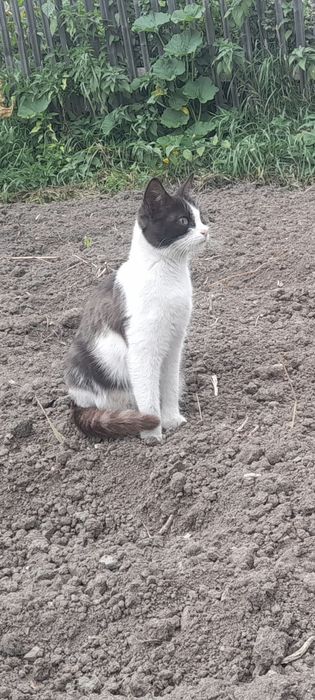Котенок и  две  кошечки